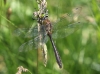 J18_1520 Cordulia aenea male